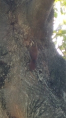 Lepidocolaptes angustirostris