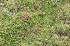 Rhytidiadelphus squarrosus