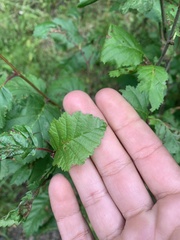 Alnus incana tenuifolia