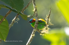 Tangara cyanocephala