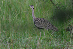 Lissotis melanogaster