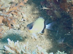 Pycnochromis retrofasciatus
