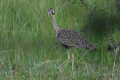 Lissotis melanogaster