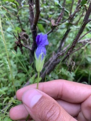 Gentianopsis thermalis