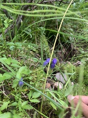 Gentianopsis thermalis