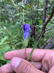 Gentianopsis thermalis