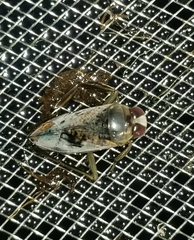Notonecta irrorata