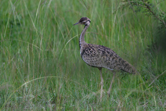 Lissotis melanogaster