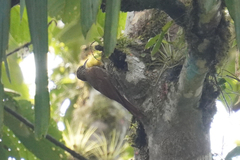 Lepidocolaptes lacrymiger