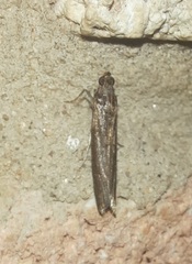 Tampa dimediatella