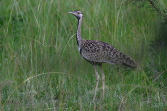 Lissotis melanogaster