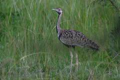 Lissotis melanogaster
