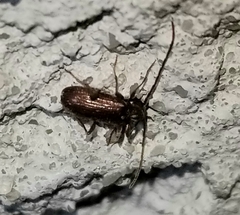 Ptinus