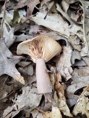 Lactarius mutabilis