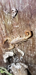 Centruroides guanensis