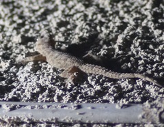 Hemidactylus platycephalus