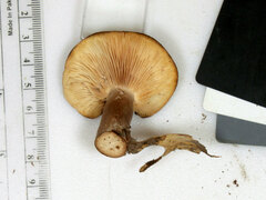 Lactarius mutabilis