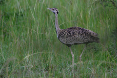 Lissotis melanogaster