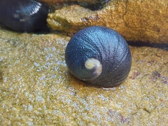 Nerita melanotragus