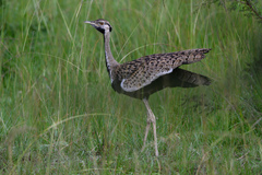 Lissotis melanogaster