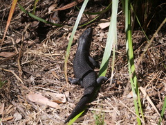 Egernia kingii