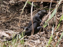 Egernia kingii