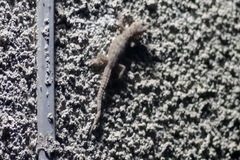Hemidactylus platycephalus