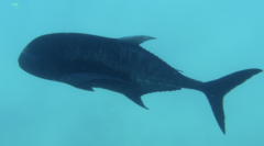 Caranx ignobilis