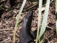 Egernia kingii