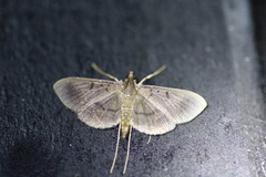 Filodes costivitralis