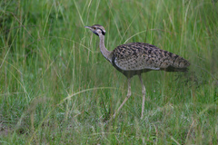 Lissotis melanogaster