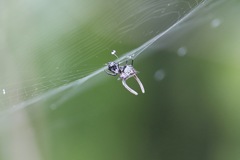 Gasteracantha falcicornis