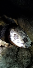Chilabothrus strigilatus