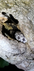 Chilabothrus strigilatus