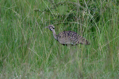Lissotis melanogaster
