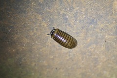 Arthrosphaera brandtii