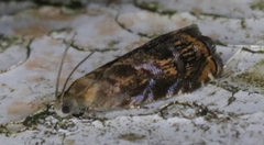 Grapholita prunivora