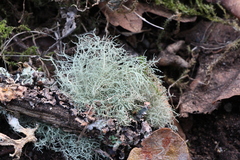 Usnea subfloridana