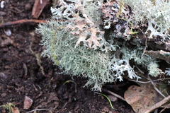 Usnea subfloridana