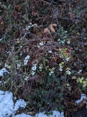 Symphoricarpos albus