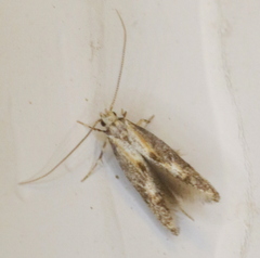 Blastodacna atra