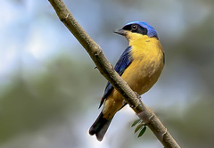 Pipraeidea melanonota