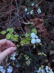 Symphoricarpos albus