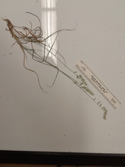 Bouteloua rigidiseta
