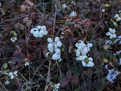 Symphoricarpos albus