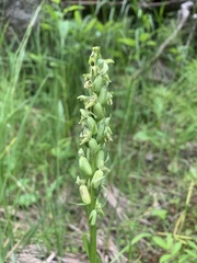 Platanthera aquilonis