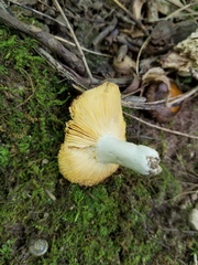 Russula pulverulenta