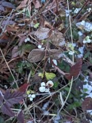 Symphoricarpos albus