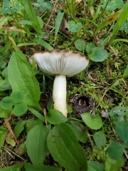 Russula pulverulenta