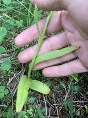 Platanthera aquilonis